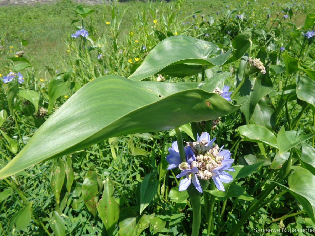 Pontederia hastata L.